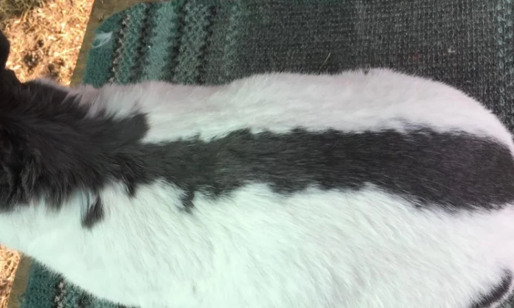 Німецький строкатий ( блакитно-білий ) - фото № 4