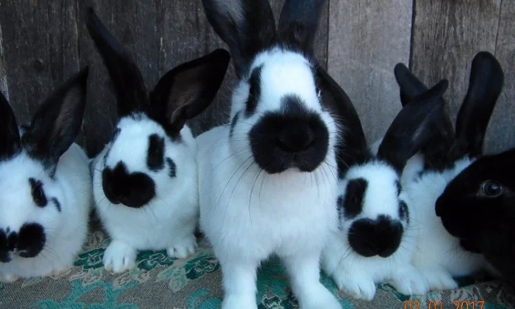 Молоді Німецькі Строкачі - фото № 1