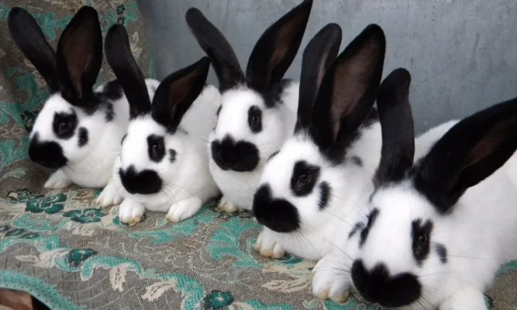 Молоді Німецькі Строкачі - фото № 2