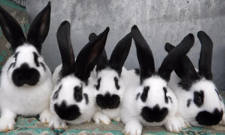 Молоді Німецькі Строкачі - фото № 3