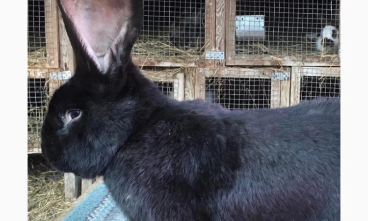 Бельгійський велетень ( чорний) - фото № 1