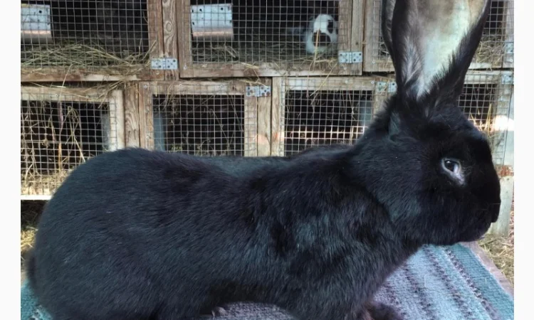 Бельгійський велетень ( чорний) - фото № 2