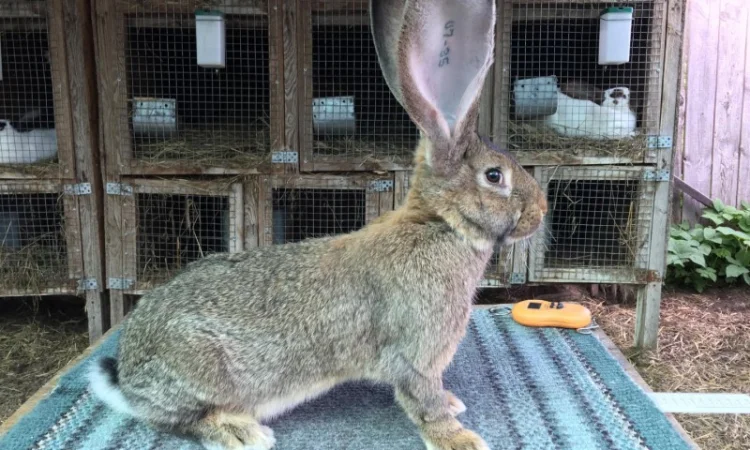 Бельгійський велетень ( сірий ) - фото № 1