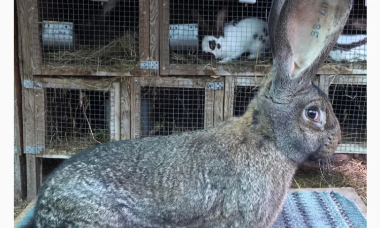 Бельгійський велетень ( сірий ) - фото № 2