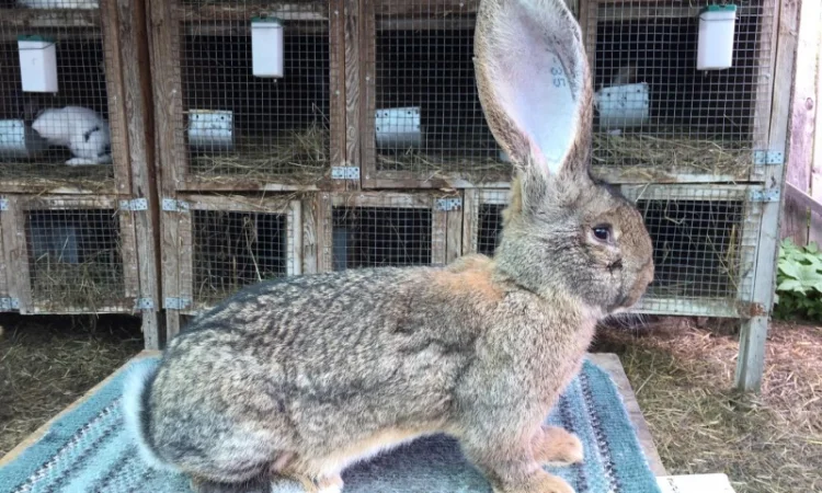 Бельгійський велетень ( сірий ) - фото № 3