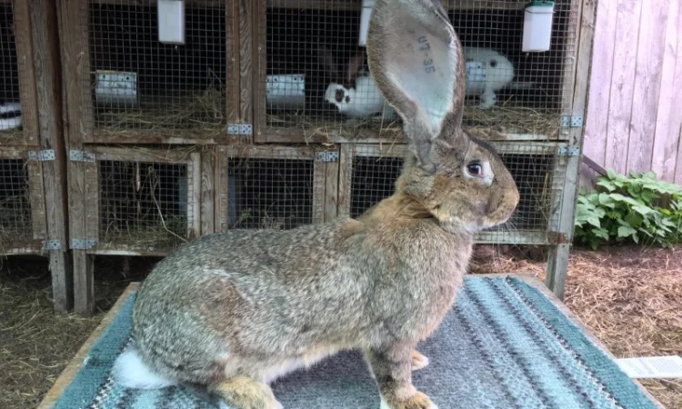 Бельгійський велетень ( сірий ) - фото № 4