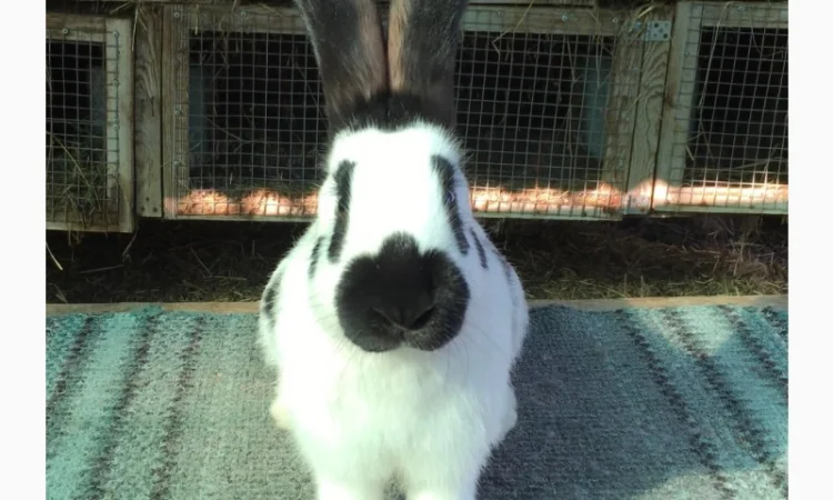 Німецький строкатий велетень ( чорно-білий ) - фото № 1