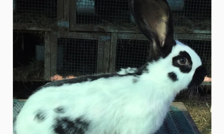 Німецький строкатий велетень ( чорно-білий ) - фото № 2