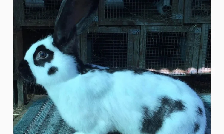 Німецький строкатий велетень ( чорно-білий ) - фото № 3