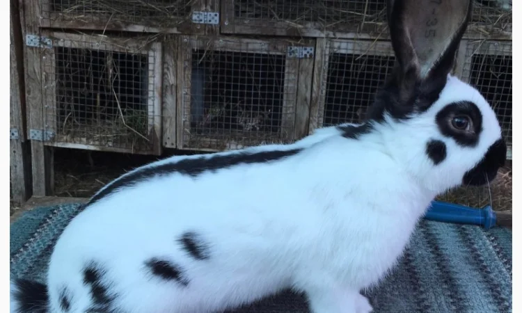 Німецький строкатий ( чорно-білий ) - фото № 1