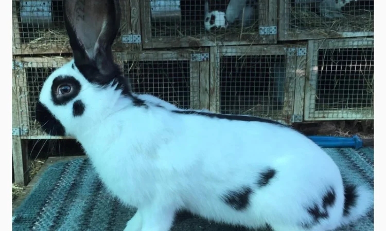 Німецький строкатий ( чорно-білий ) - фото № 2