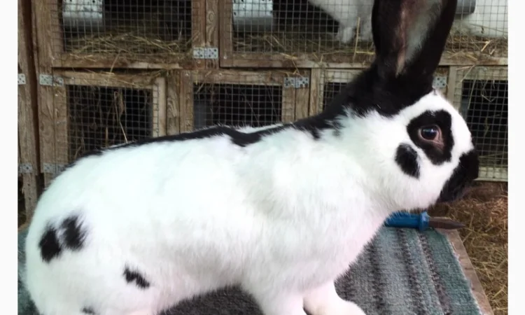 Німецький строкач - фото № 1