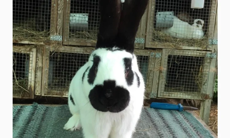 Німецький строкач - фото № 2