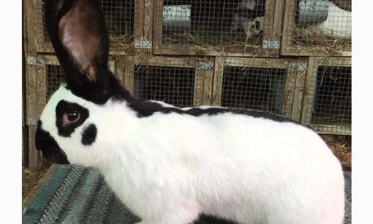 Німецький строкач - фото № 3