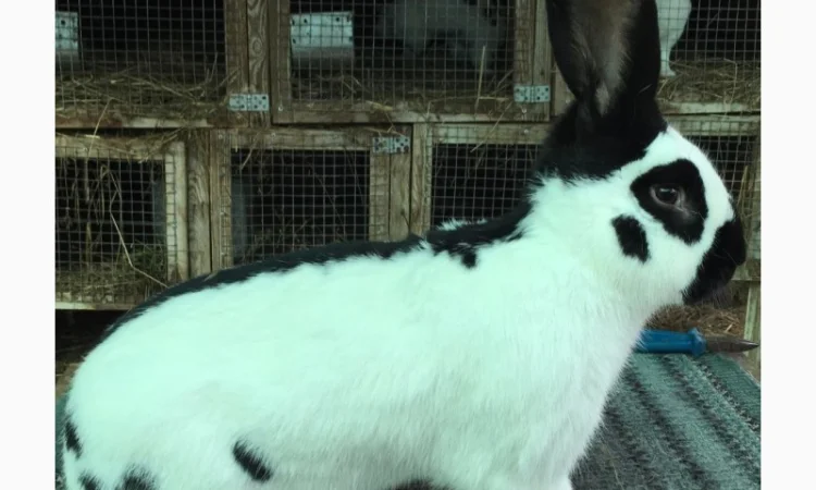 Німецький строкатий - фото № 1