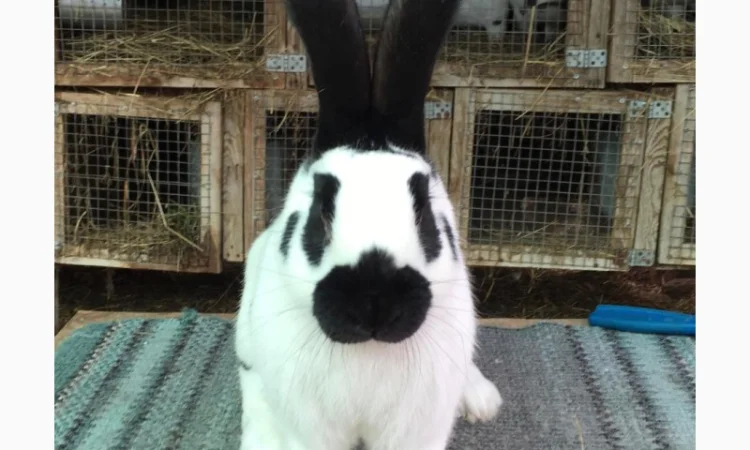 Німецький строкатий - фото № 2