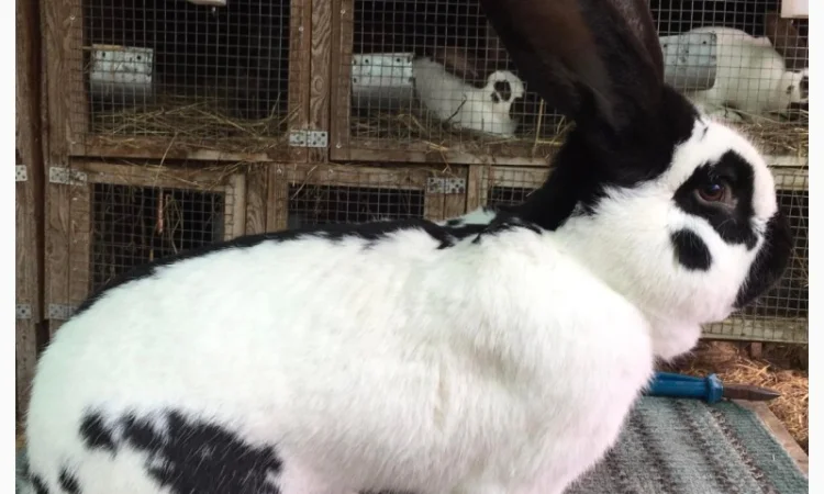 Німецький строкатий велетень - фото № 1