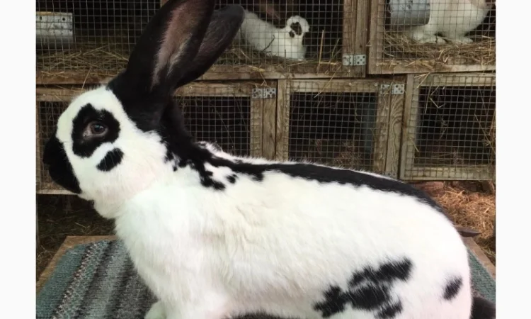 Німецький строкатий велетень - фото № 2