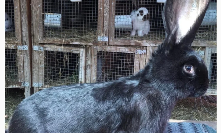 Бельгійський велетень - фото № 1