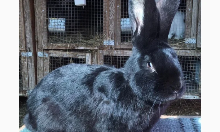 Бельгійський велетень - фото № 2