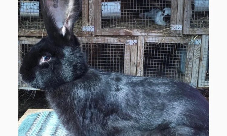 Бельгійський велетень - фото № 3