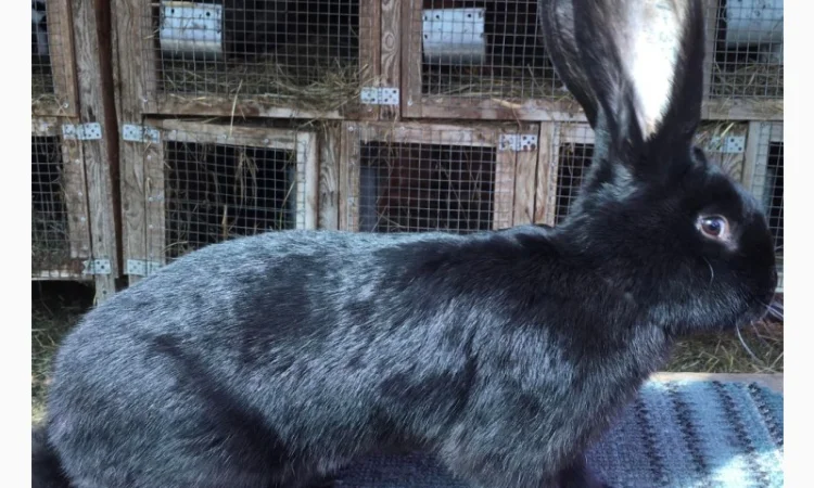 Бельгійський велетень - фото № 4