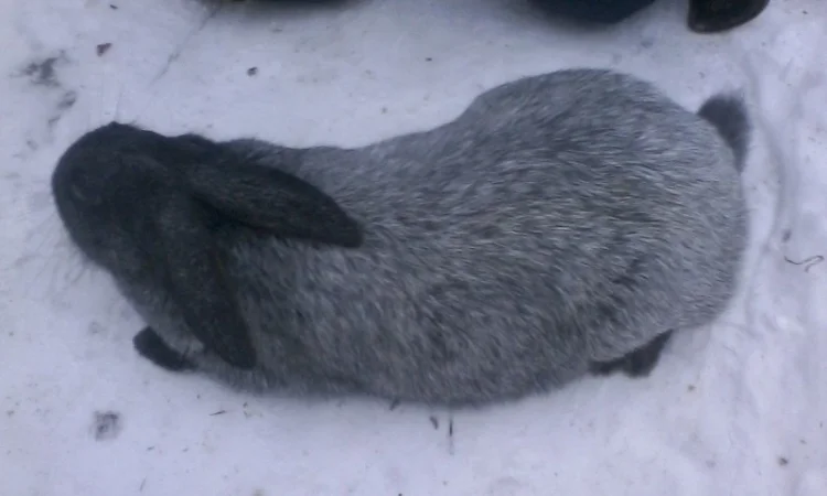 Полтавське срібло - фото № 3