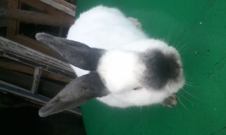 Елітні каліфорнійці - фото № 1