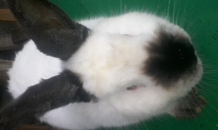 Елітні каліфорнійці - фото № 2