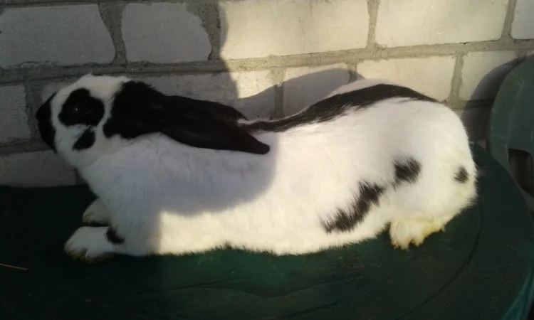 Німецький строкач - фото № 1