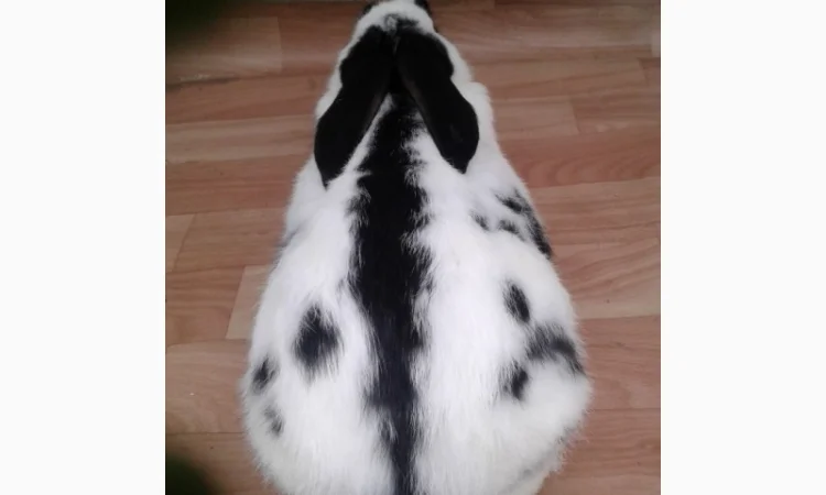 Німецький строкач - фото № 2