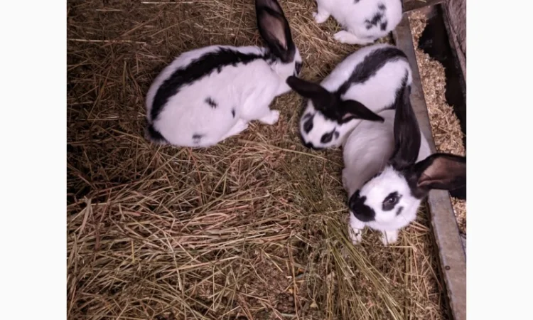 Продам чотирьохмісячних самців породи Німецький строкач - фото № 1