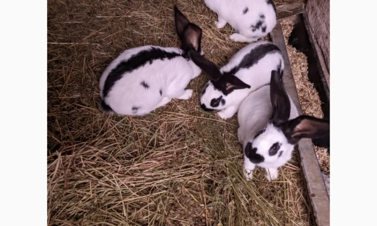 Продам чотирьохмісячних самців породи Німецький строкач - фото № 2