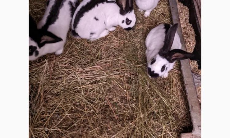 Продам чотирьохмісячних самців породи Німецький строкач - фото № 3