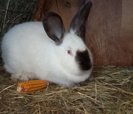 Продам кроликов Бургундия, Калифорния, Фландр, Строкач - фото № 6