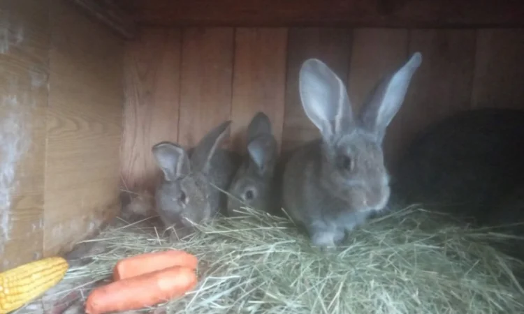 Продам кроликов Бургундия, Калифорния, Фландр, Строкач - фото № 7