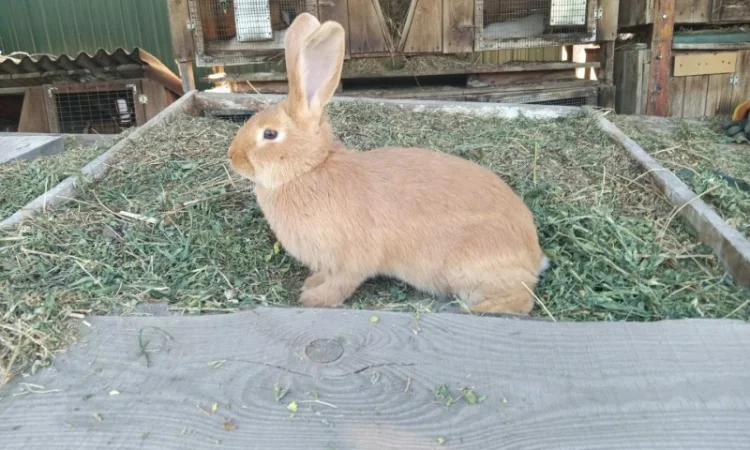 Пропонуються кролики породи Фландр і Бургундія - фото № 6