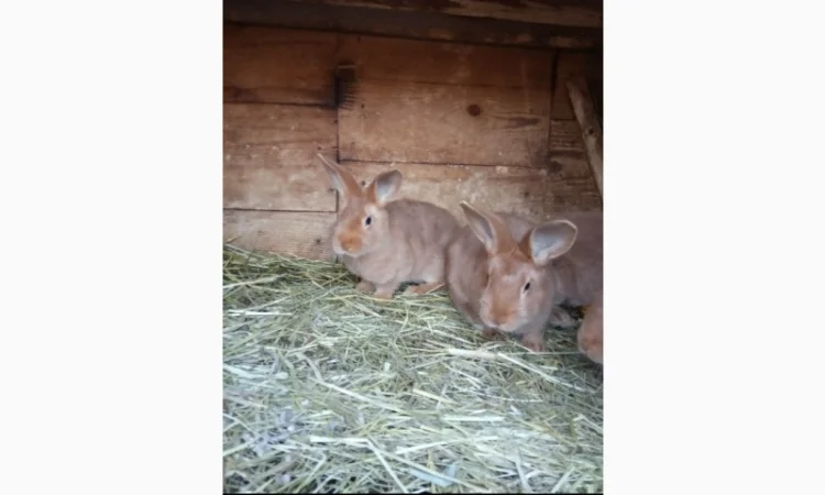 Продам кроликов Бургундия, Калифорния, Фландр, Строкач - фото № 2