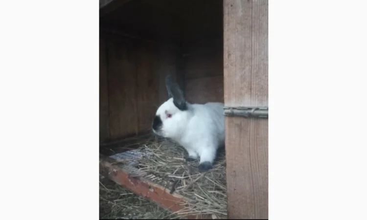 Продам кроликов Бургундия, Калифорния, Фландр, Строкач - фото № 3