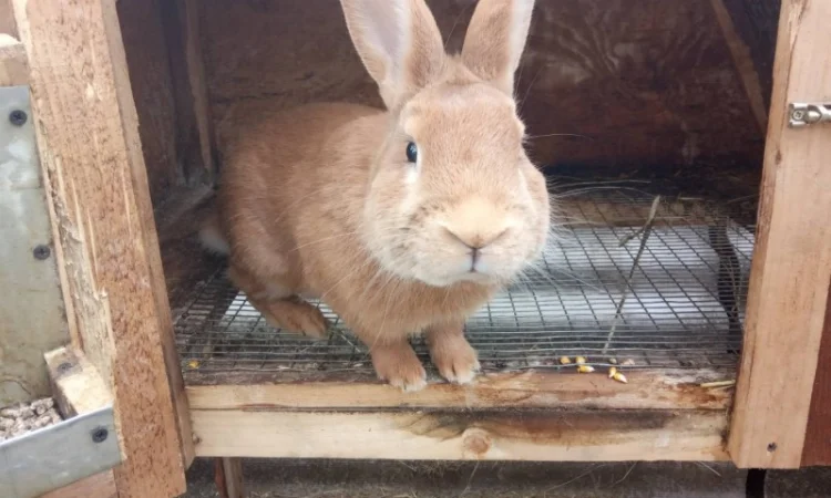Продам кроликов Бургундия, Калифорния, Фландр, Строкач - фото № 5