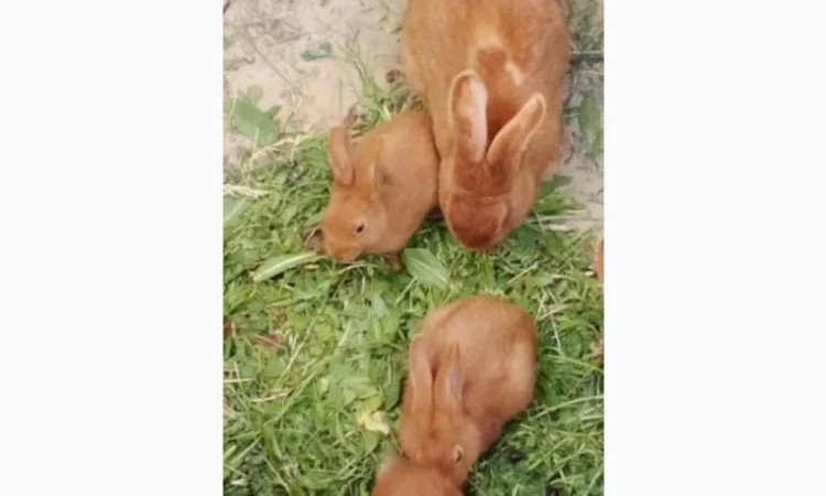 Робочий кроль Бургунский - фото № 1