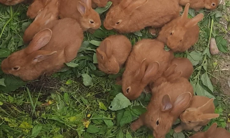 Робочий кроль Бургунский - фото № 2