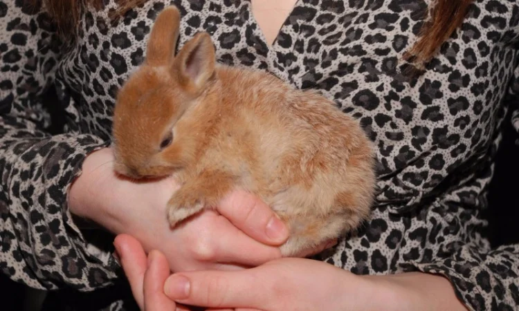 Декоративные кролики различный окрас - фото № 1