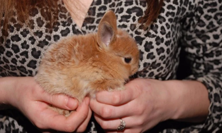 Декоративные кролики различный окрас - фото № 2