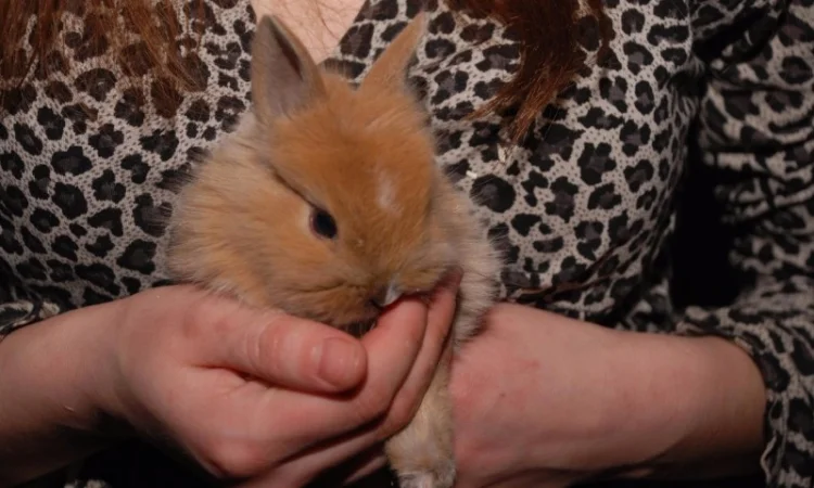 Декоративные кролики различный окрас - фото № 3