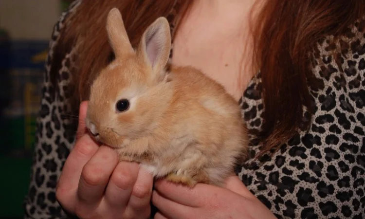 Декоративные кролики различный окрас - фото № 4