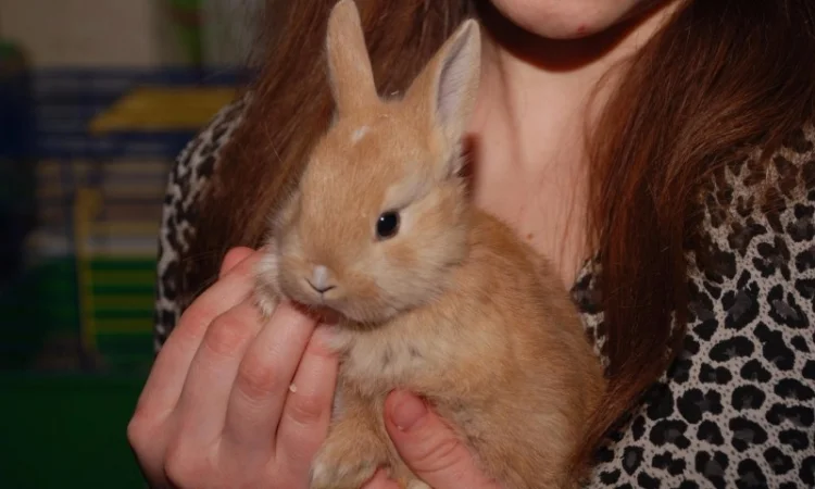 Декоративные кролики различный окрас - фото № 5