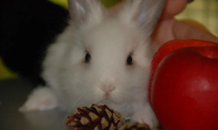 Декоративные кролики различный окрас - фото № 7