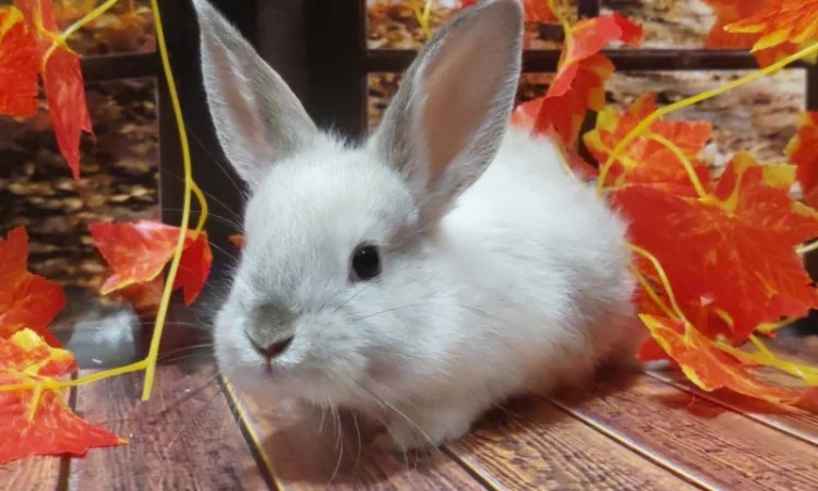 Кролик декоративный. Ручные малыши крольчата. Лучший питомец для деток и не только - фото № 1