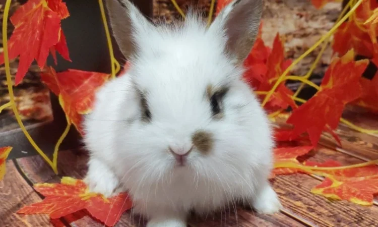 Кролик декоративный. Ручные малыши крольчата. Лучший питомец для деток и не только - фото № 2